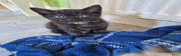 Mixed Breed cats for sale: Kittens - Advert 10