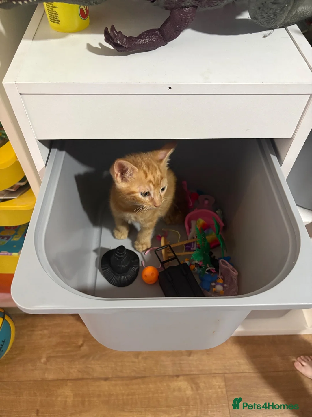 British Shorthair cats for sale: Beautiful kittens  - Advert 2