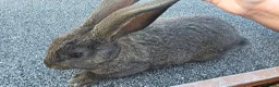 Continental Giant rabbits for sale: Giant continental babies  - Advert 1