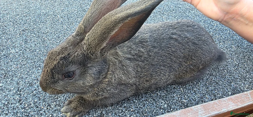 Continental Giant rabbits for sale: Giant continental babies  - Advert 1
