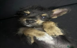 Chipoo dogs for sale: Male Mini Toy Poodle & Tea Cup Chihuahua - Image 3