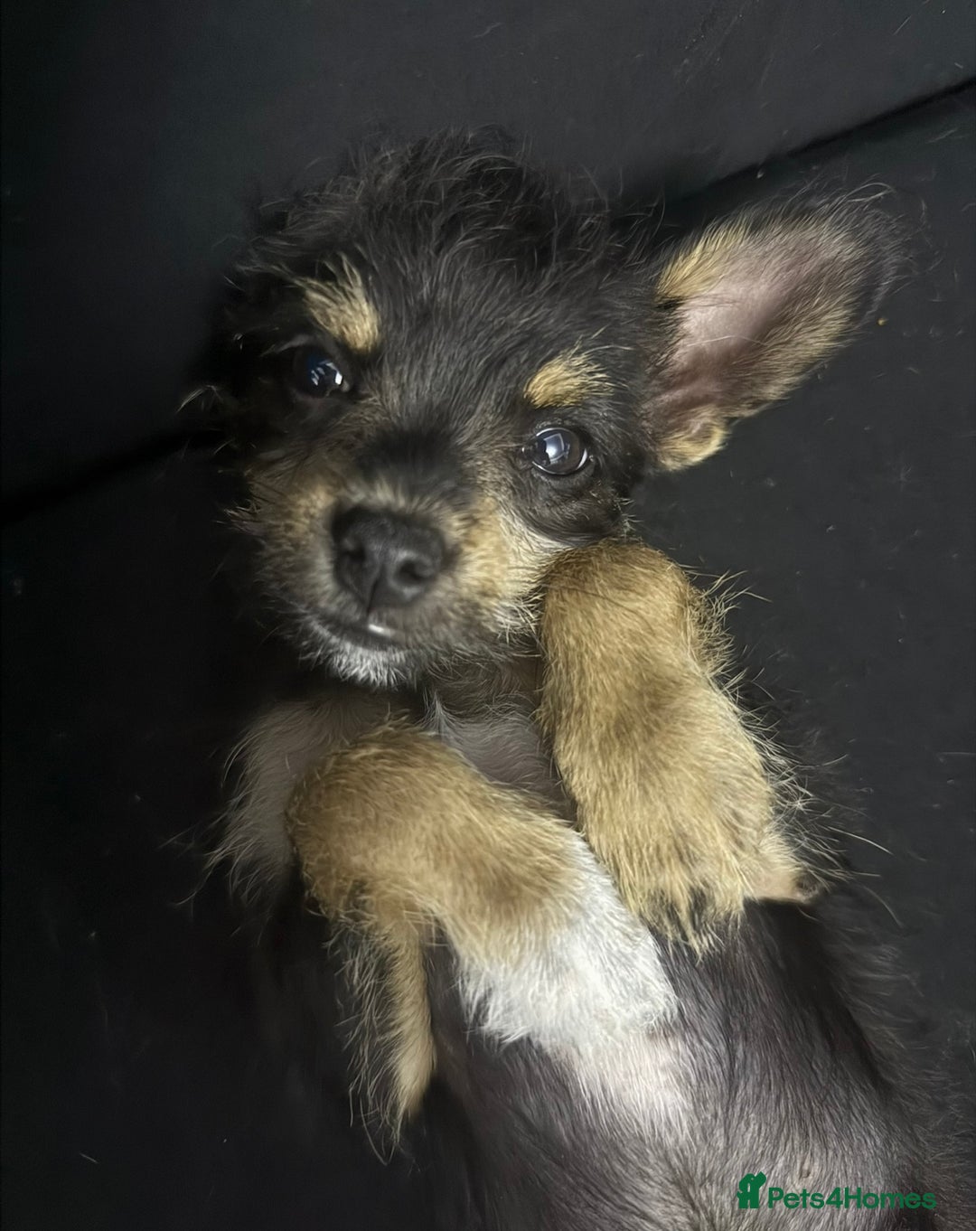 Chipoo dogs for sale: Male Mini Toy Poodle & Tea Cup Chihuahua - Image 3