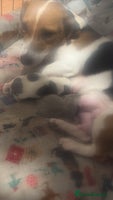 Jack Russell dogs For sale - Advert 2
