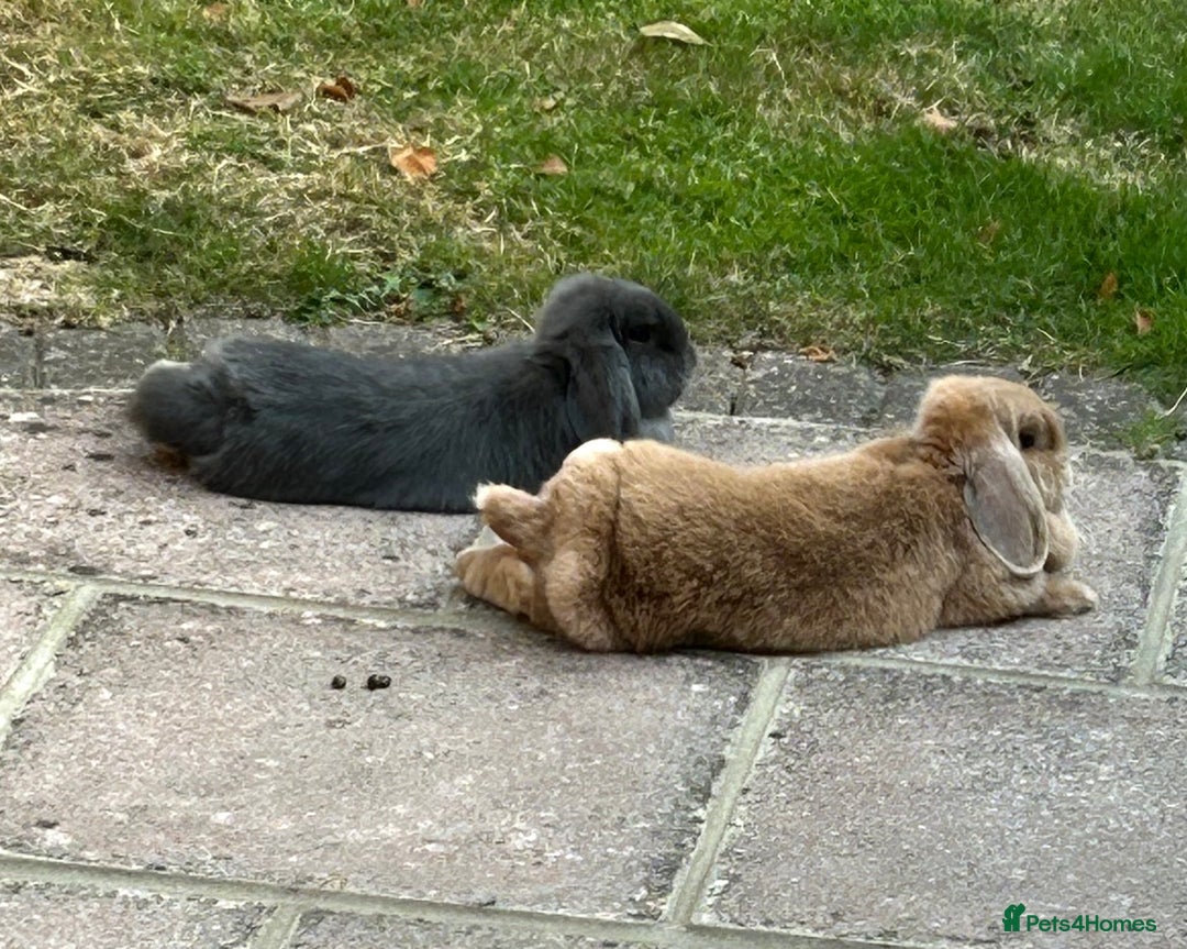 Mini Lop rabbits for sale: Pair of beautiful mini lops - Image 6