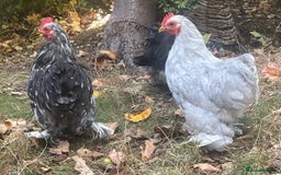 Chickens poultry for sale: Hen, POL Hens, Cockerels and chicks - Image 8