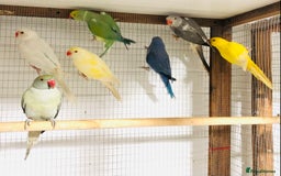Ringnecks birds for sale: Beautiful coloured ringneck parrots for sale. - Image 3