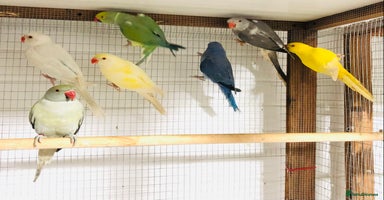 Ringnecks birds - Advert 3