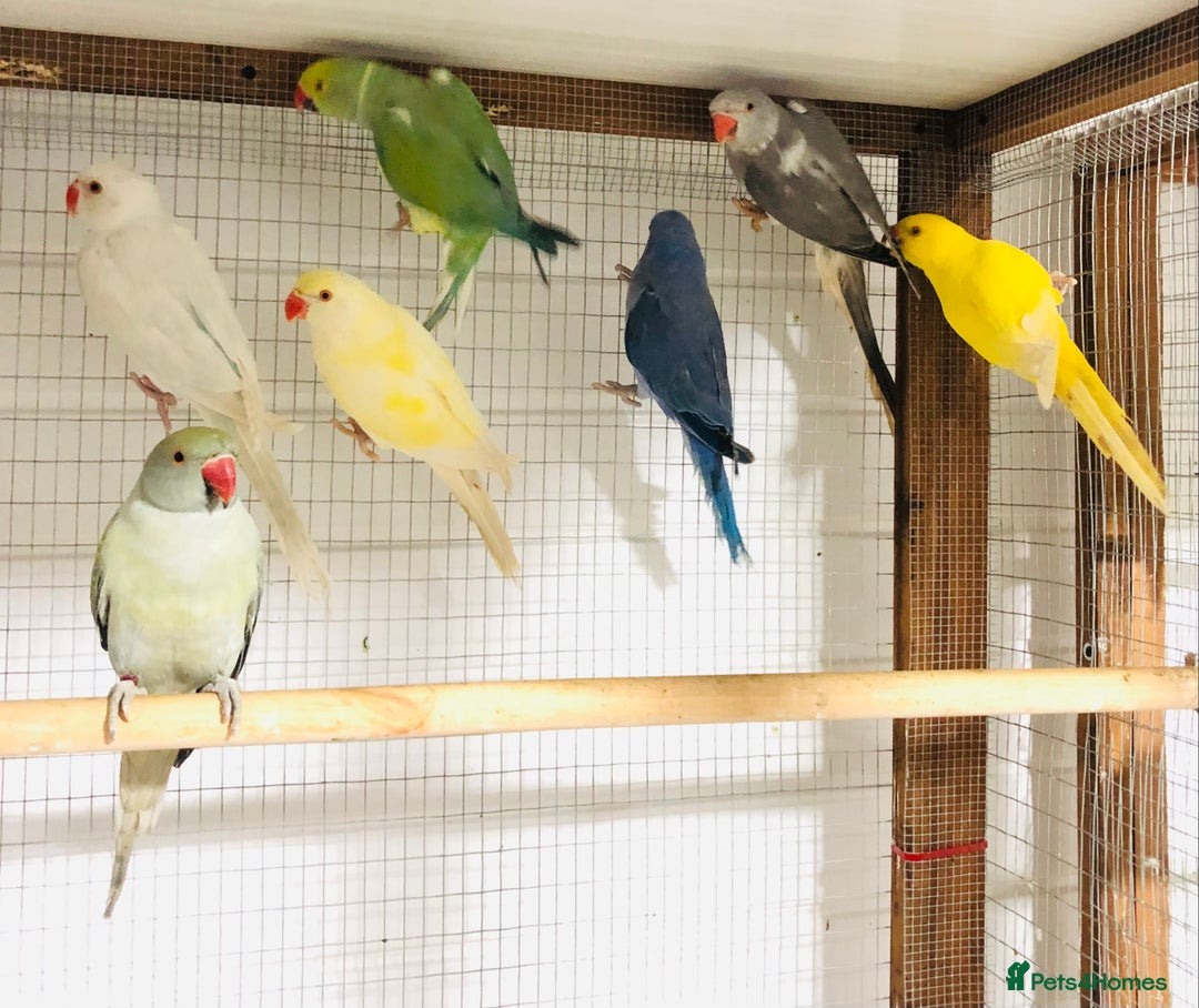 Ringnecks birds for sale: Beautiful coloured ringneck parrots for sale. - Image 3