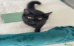 Mixed Breed cats for sale: Gorgeous Black Kitten - Image 3