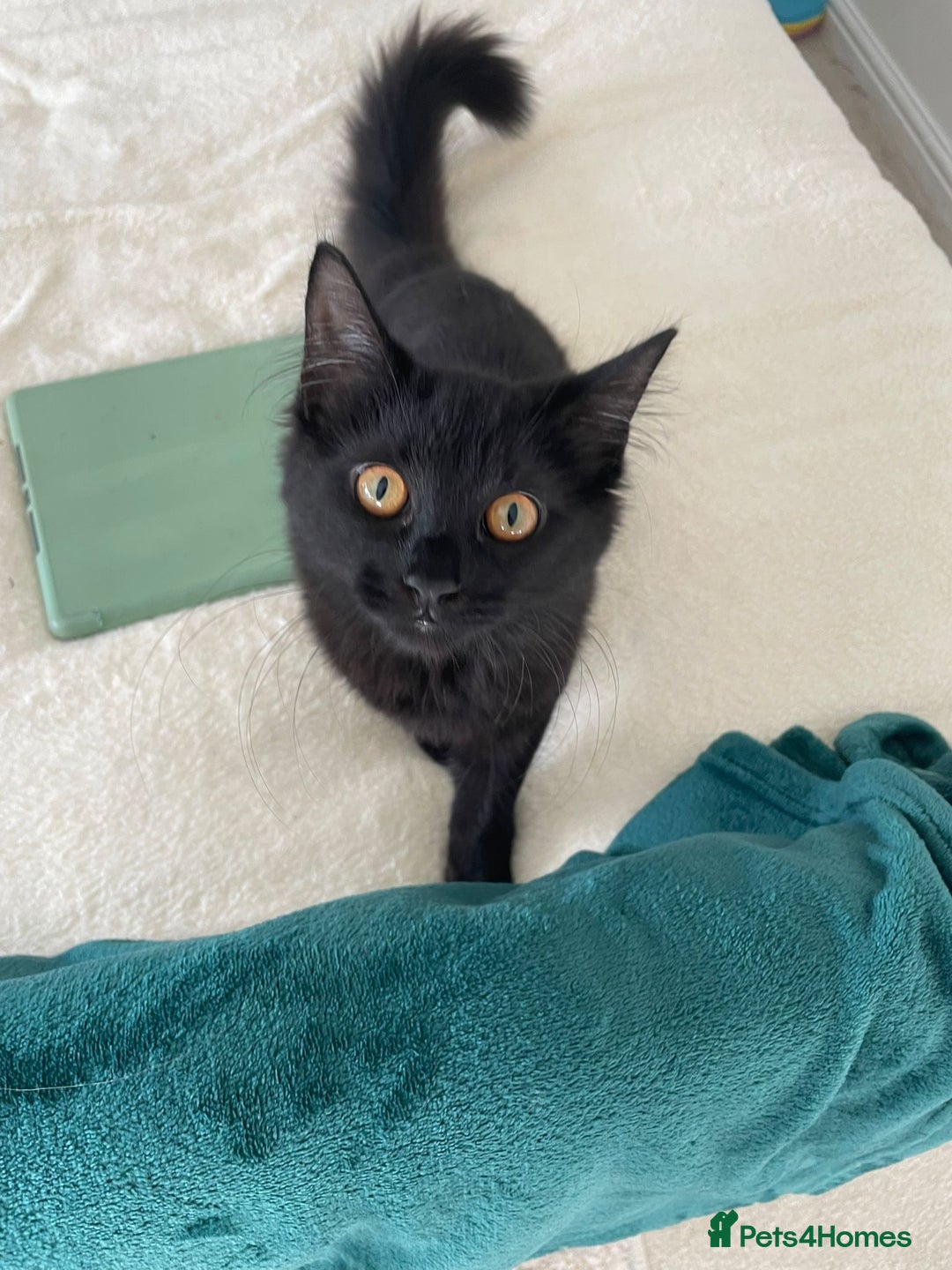 Mixed Breed cats for sale: Gorgeous Black Kitten - Image 3