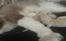 Ragdoll cats for sale: ⚜️⚜️ Male Available (Reserved).⚜️⚜️ in Warwick - Image 6