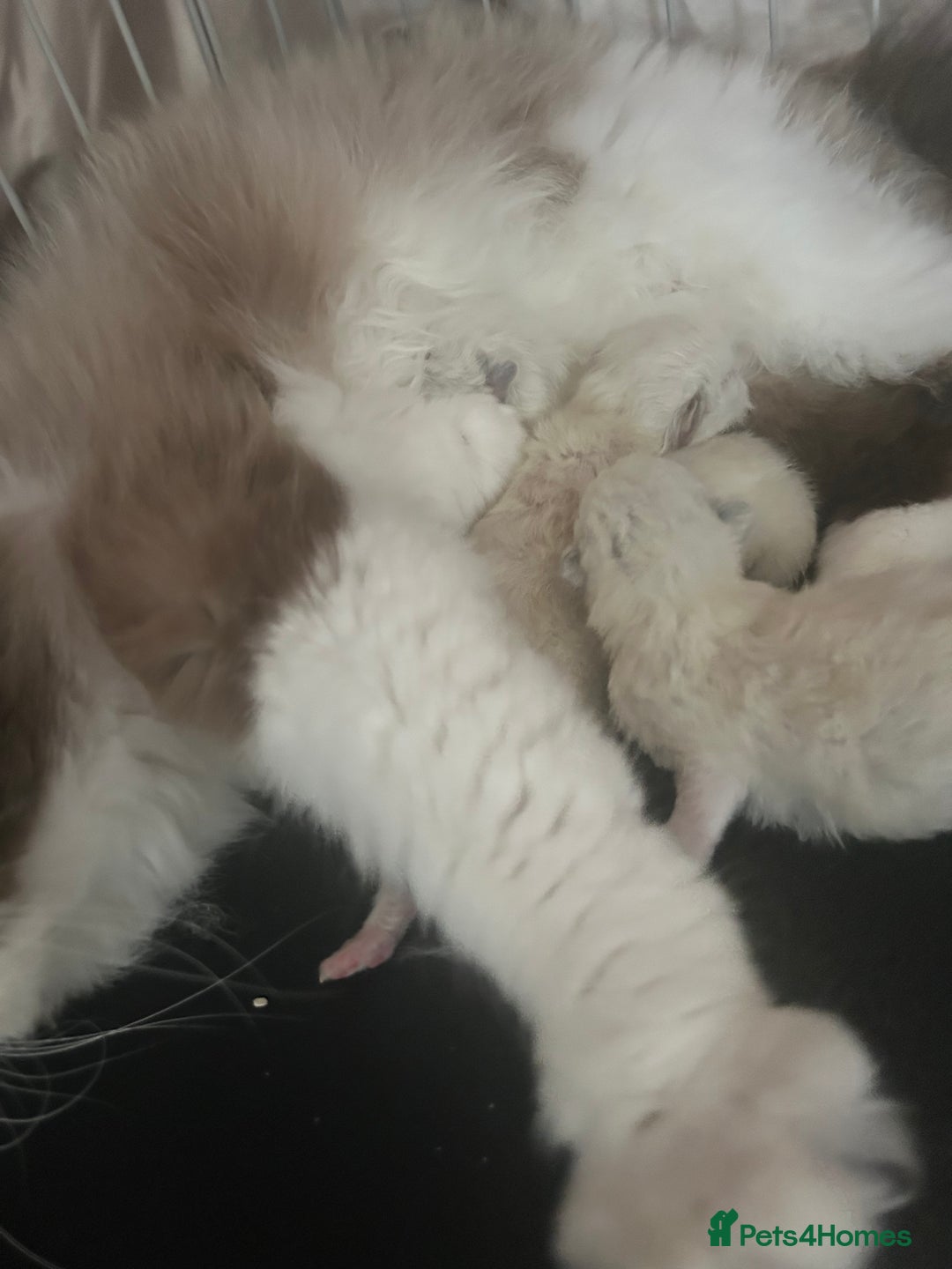 Ragdoll cats for sale: ⚜️⚜️ Male Available (Reserved).⚜️⚜️ in Warwick - Image 6