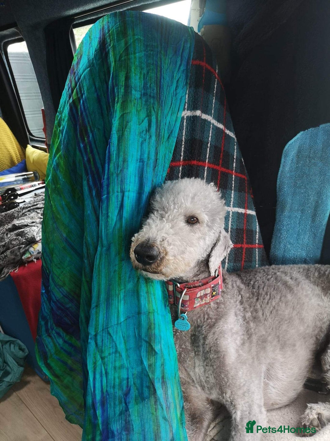Mixed Breed dogs for sale: Beautiful Bedlington/Greyhound Cross  - Advert 11