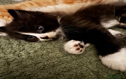 Mixed Breed cats for sale: The cutest Mixed Kittens (all kittens reserved) - Image 3