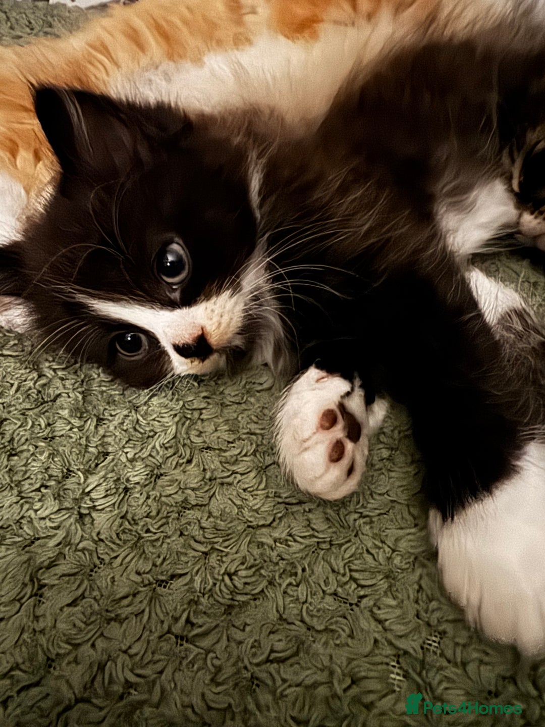 Mixed Breed cats for sale: The cutest Mixed Kittens (all kittens reserved) - Image 3