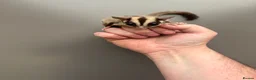 Sugar Glider rodents for sale: Young sugar gliders available  - Advert 1