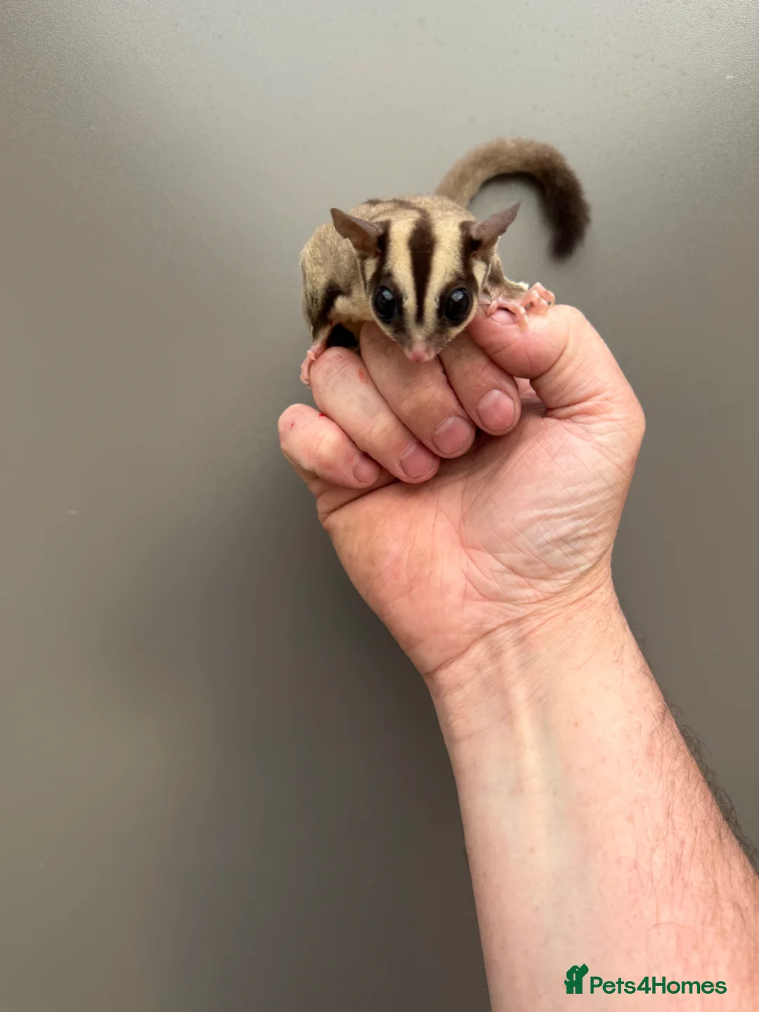 Sugar Glider rodents for sale: Young sugar gliders available  - Advert 1