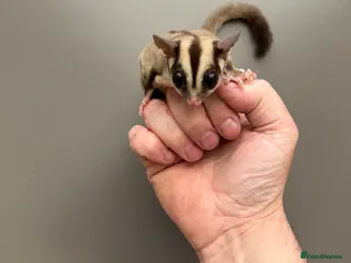 Sugar Glider rodents Young sugar gliders available - Advert 1