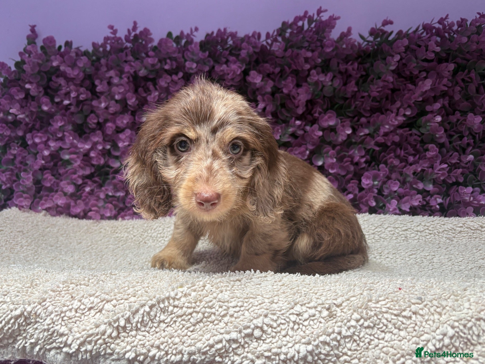 Miniature Dachshund dogs Beautiful Miniature Dachshund Puppies • Ready Now - Advert 5