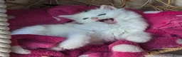 Mixed Breed cats for sale: Premium kittens - Advert 13