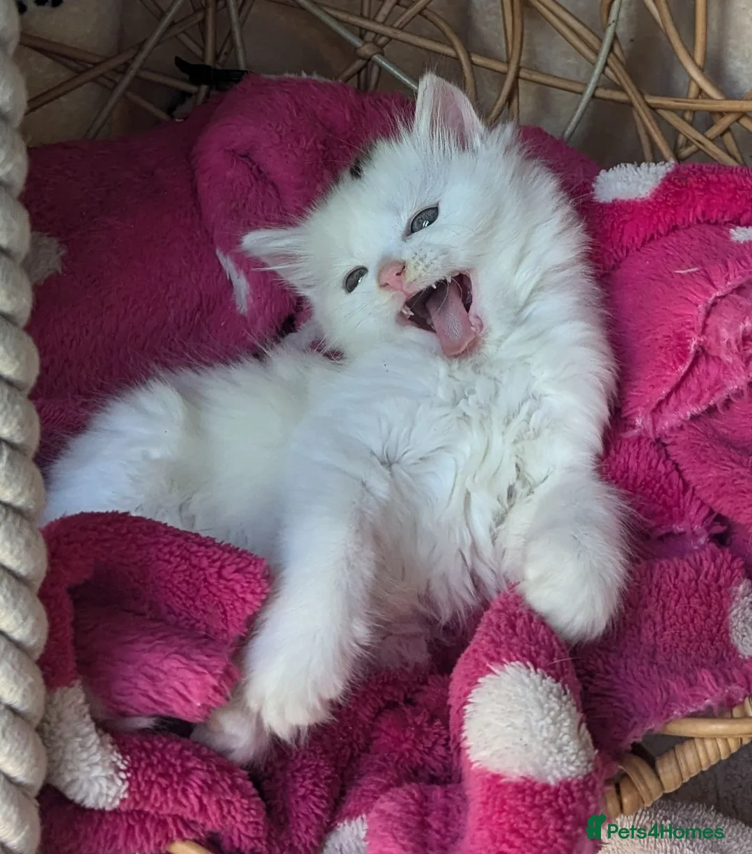 Mixed Breed cats for sale: Premium kittens - Advert 15