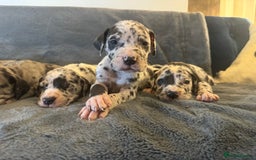 Great Dane dogs for sale: Outstanding litter of Great Danes  - Image 5