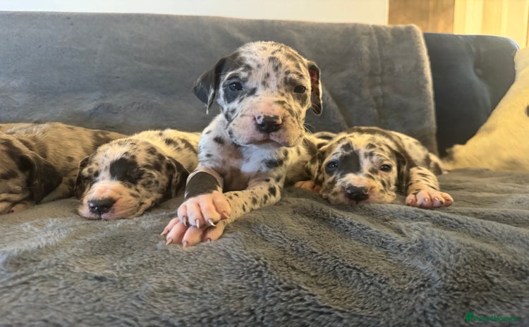 Great Dane dogs - Advert 1
