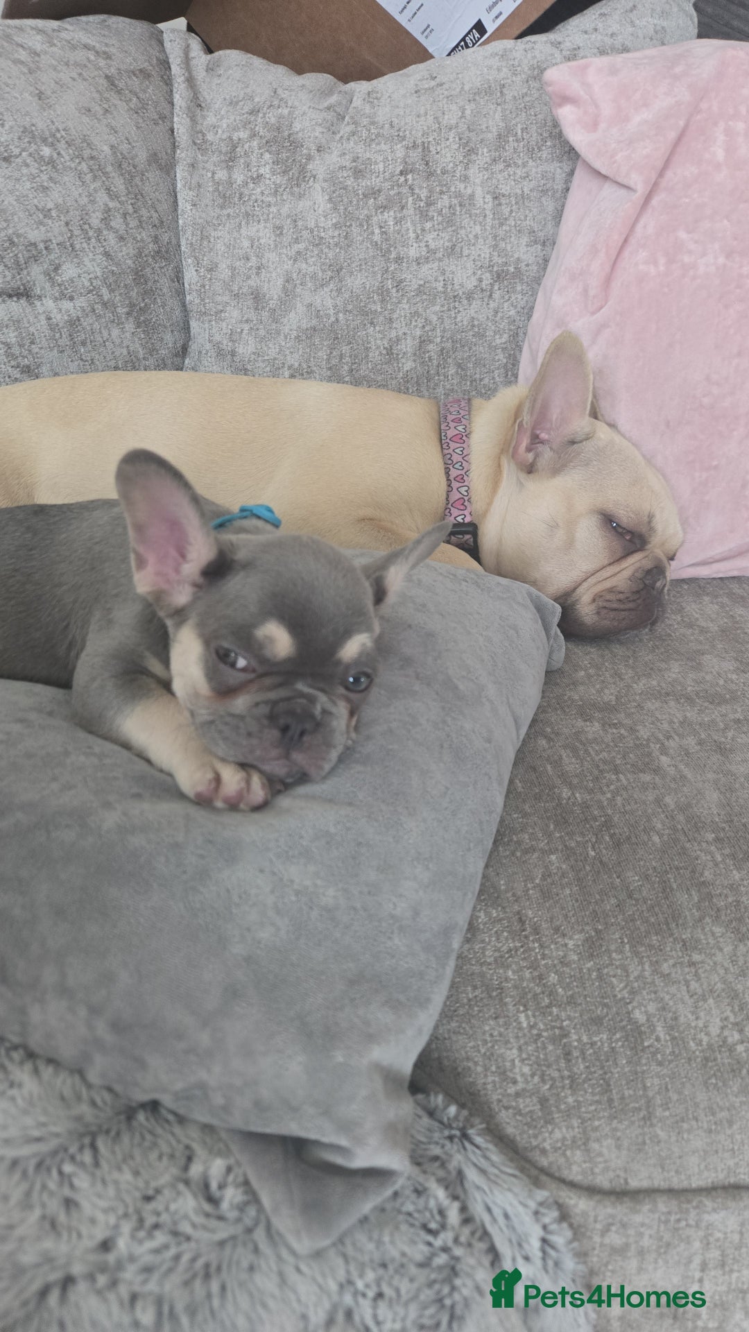 French Bulldog dogs for sale: Male lilac French bulldog  - Advert 6