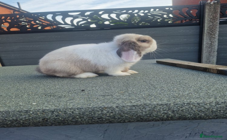 Mini Lop rabbits - Advert 19