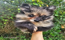 Pomeranian dogs for sale: ONLY 1 PUPPY LEFT NOW! - Image 31