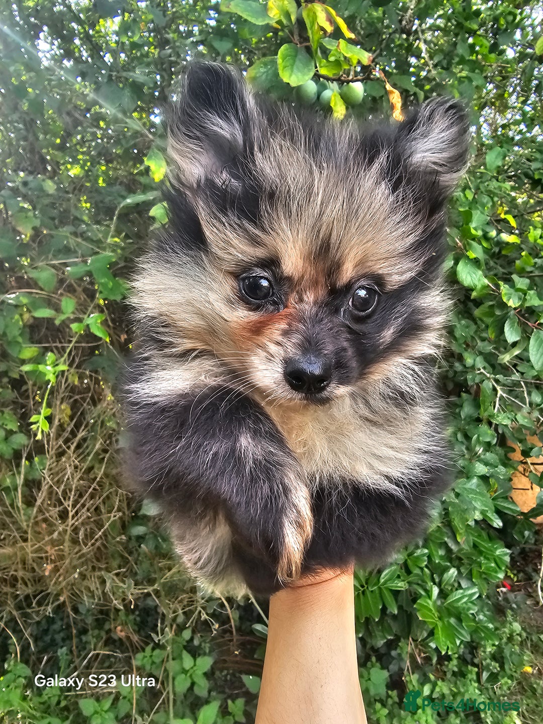 Pomeranian dogs for sale: ONLY 1 PUPPY LEFT NOW! - Image 31