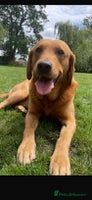 Labrador Retriever dogs - Advert 5