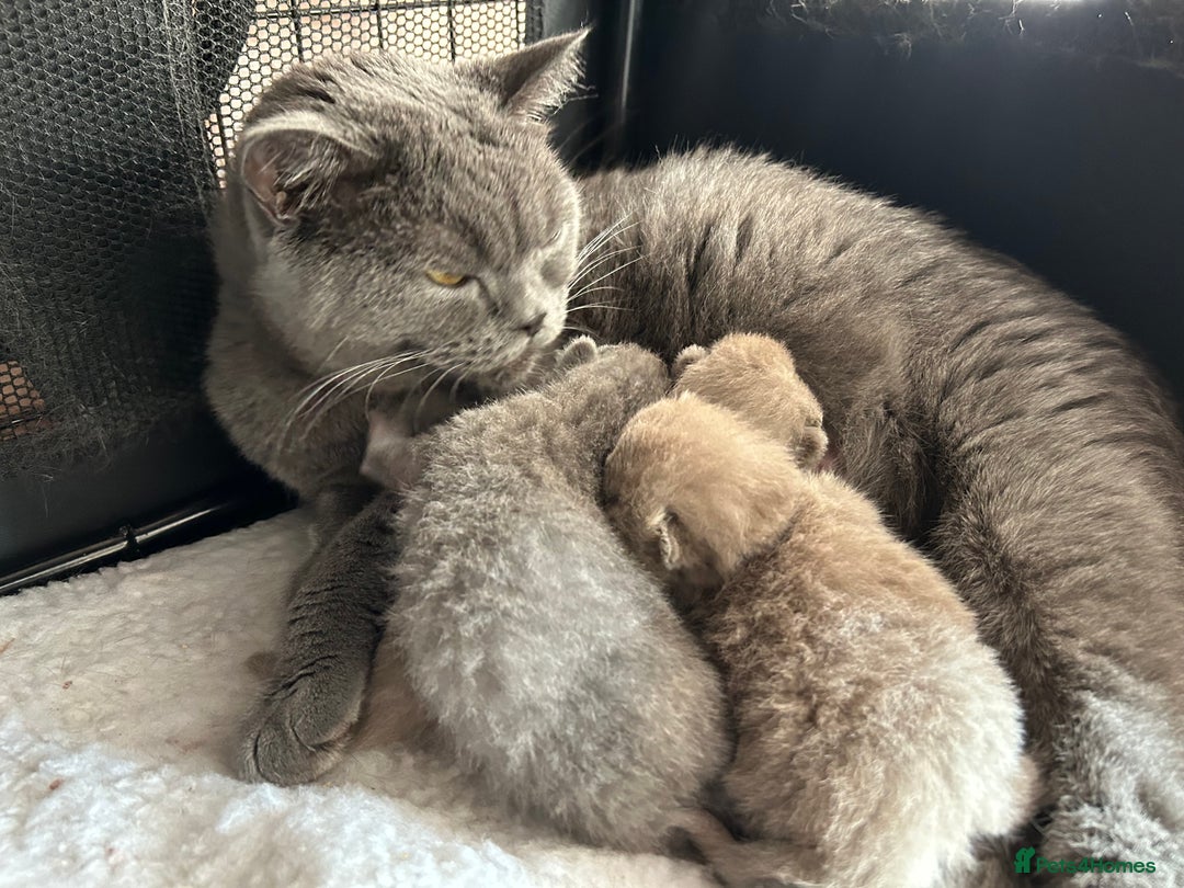 British Shorthair cats for sale: Blue & Fawn Boys & Girls - Image 10
