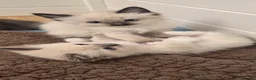 Ragdoll cats for sale: 2 ragdoll kittens.  One male and one female.  - Advert 9