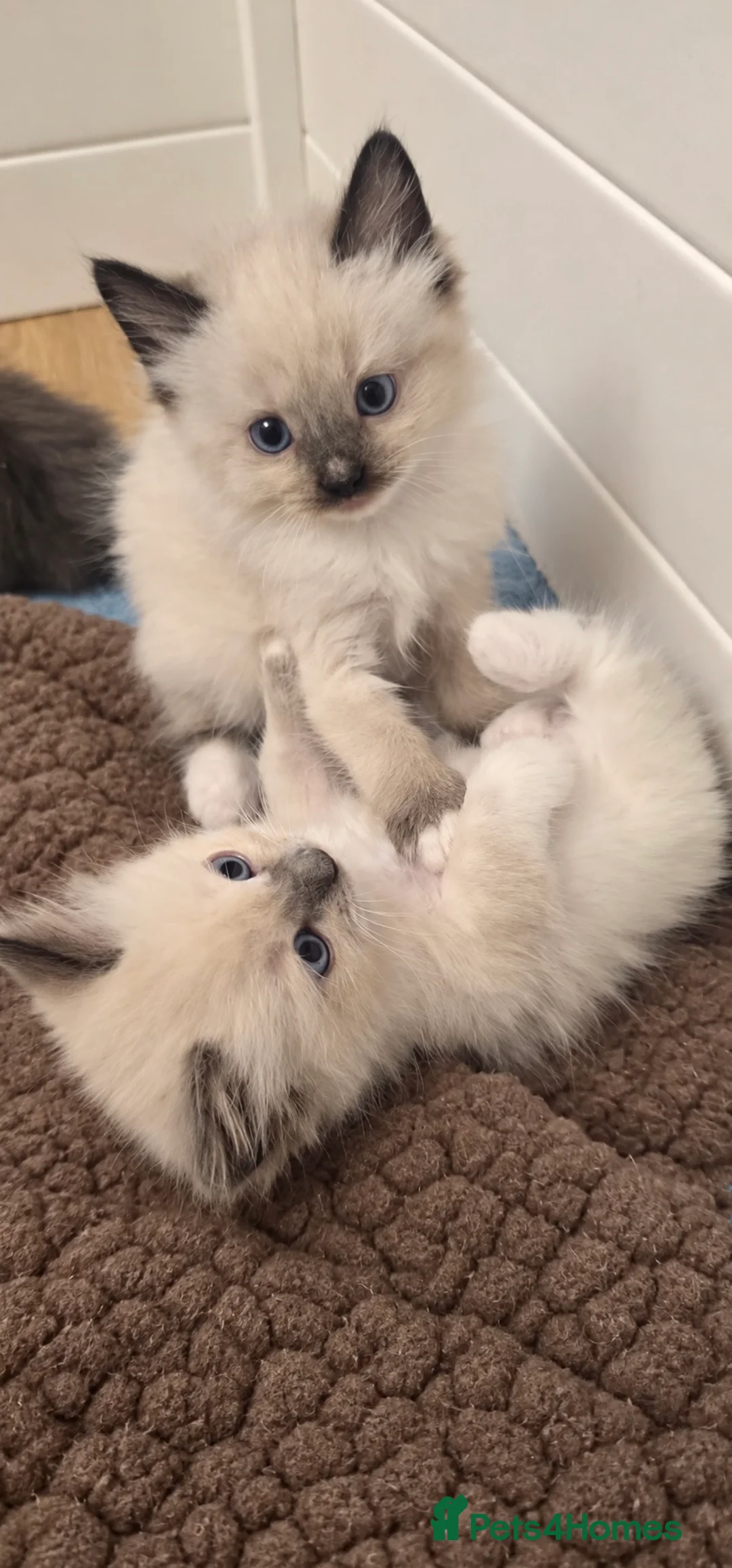 Ragdoll cats for sale: 2 ragdoll kittens.  One male and one female.  - Advert 9