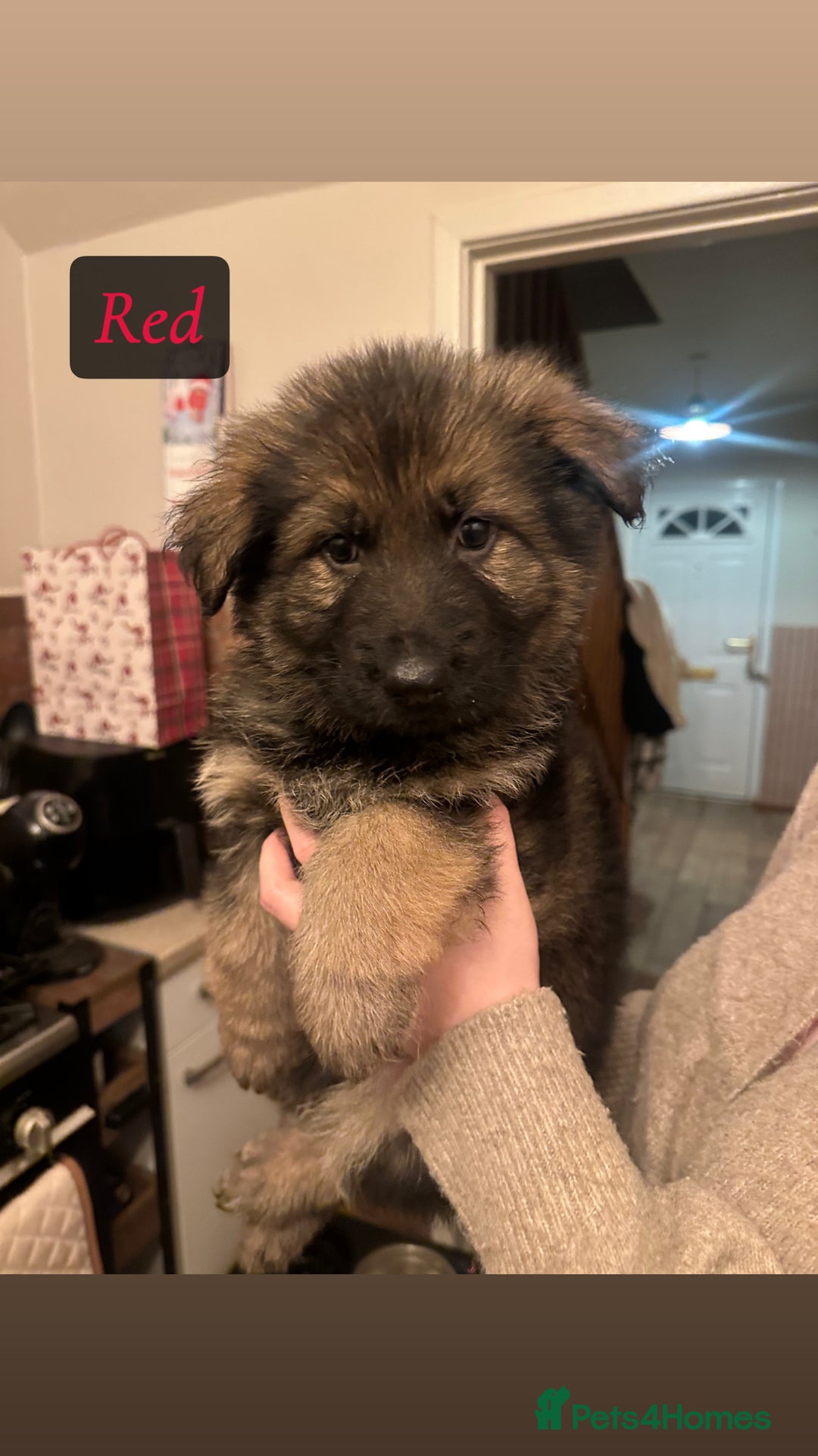 German Shepherd dogs for sale: Pedigree German Shepherd Puppies - Advert 12
