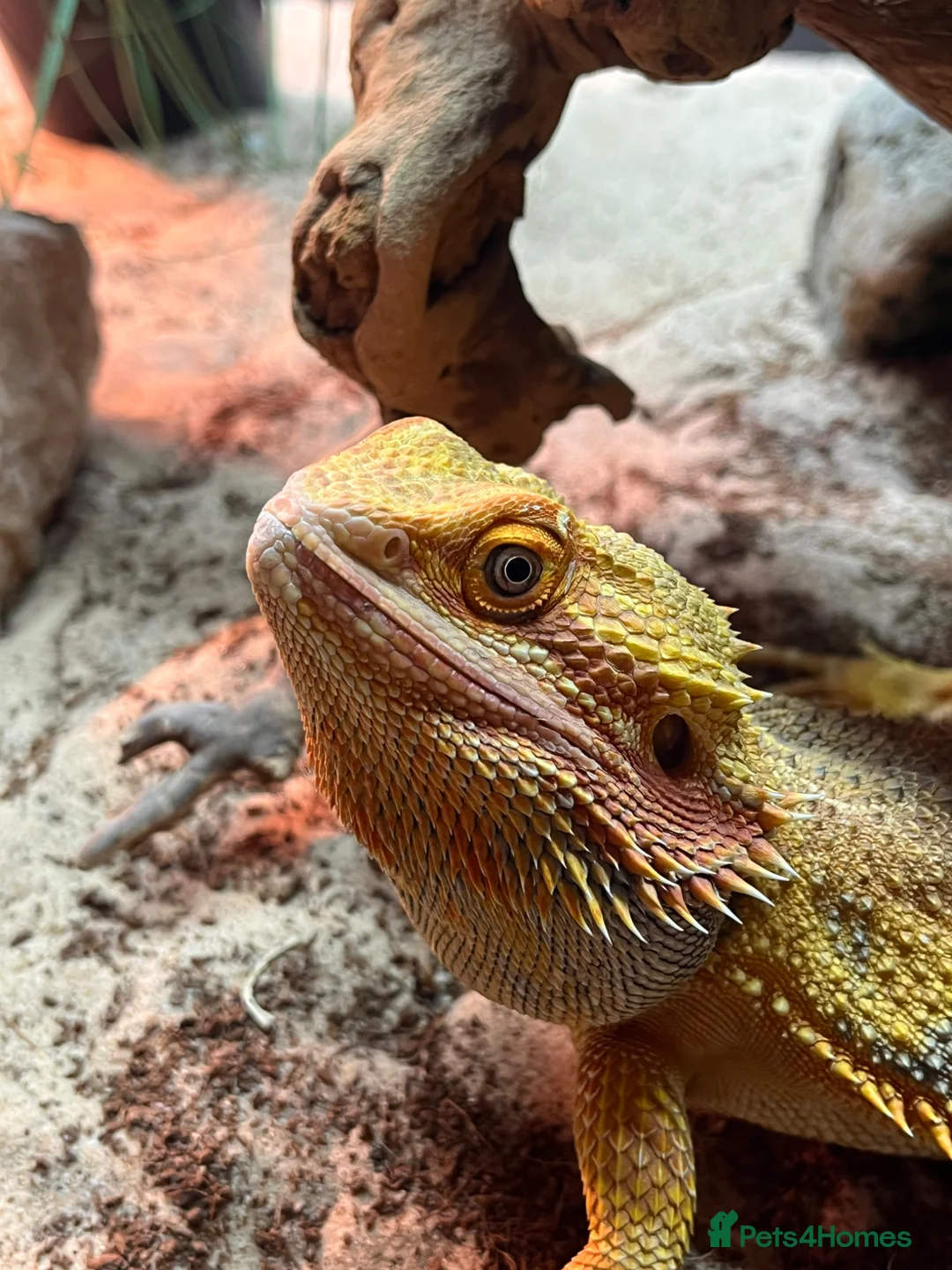 Bearded Dragon reptiles for sale: Male Bearded dragon  in Ashford - Advert 1