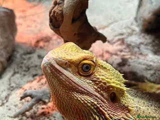 Bearded Dragon reptiles Male Bearded dragon - Advert 7