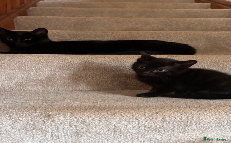 Mixed Breed cats Mixed Breed kittens - Advert 1