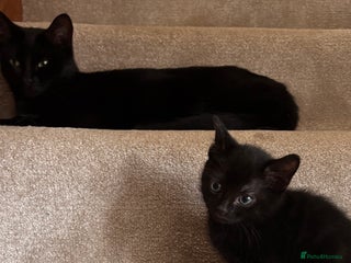 Mixed Breed cats Mixed Breed kittens - Advert 2