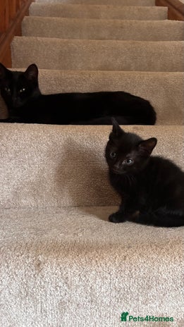 Mixed Breed cats Mixed Breed kittens - Advert 1