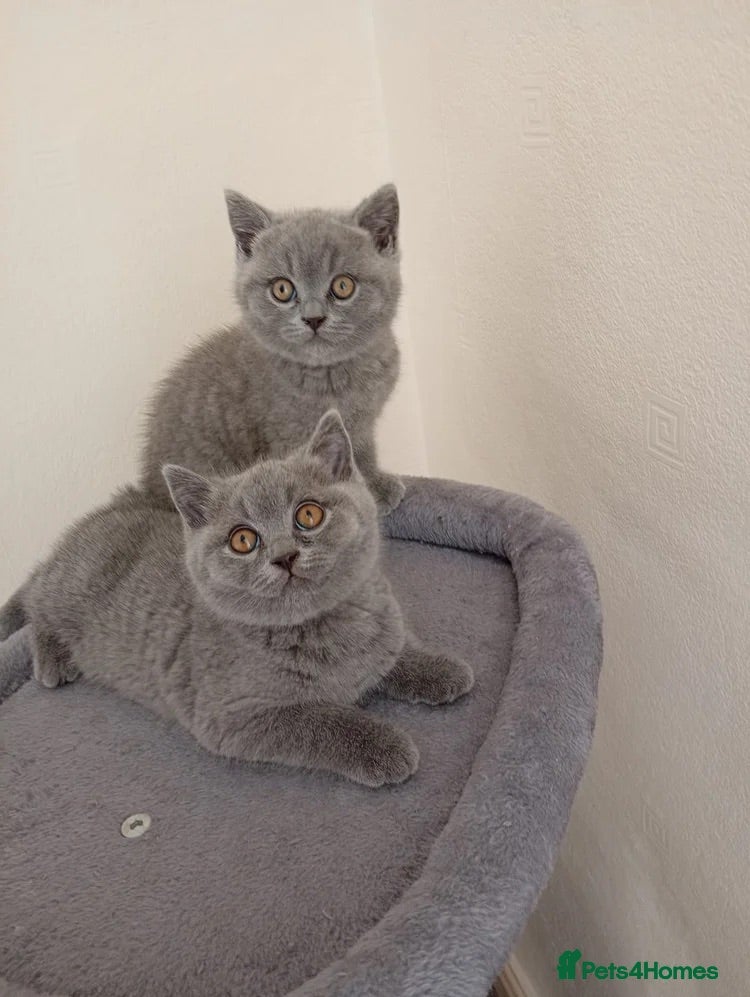 British Shorthair cats 2 lovely friendly British short hair kittens - Advert 4