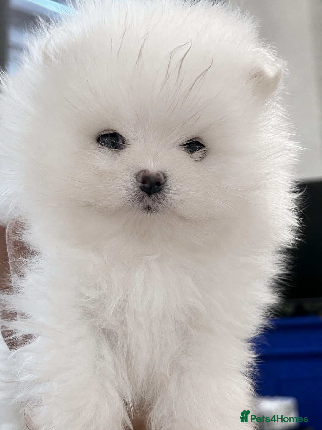 Pomeranian dogs     Luxury White Pomeranian Puppies  - Advert 14