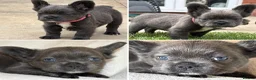 French Bulldog dogs for sale: RUBY🫶🏽 DWKC reg  - Advert 14
