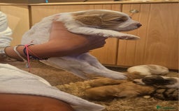 Cockapoo dogs for sale: Beautiful/healthy F1 cockapoo’s.3 girls🩷3 boys🩵 - Image 6