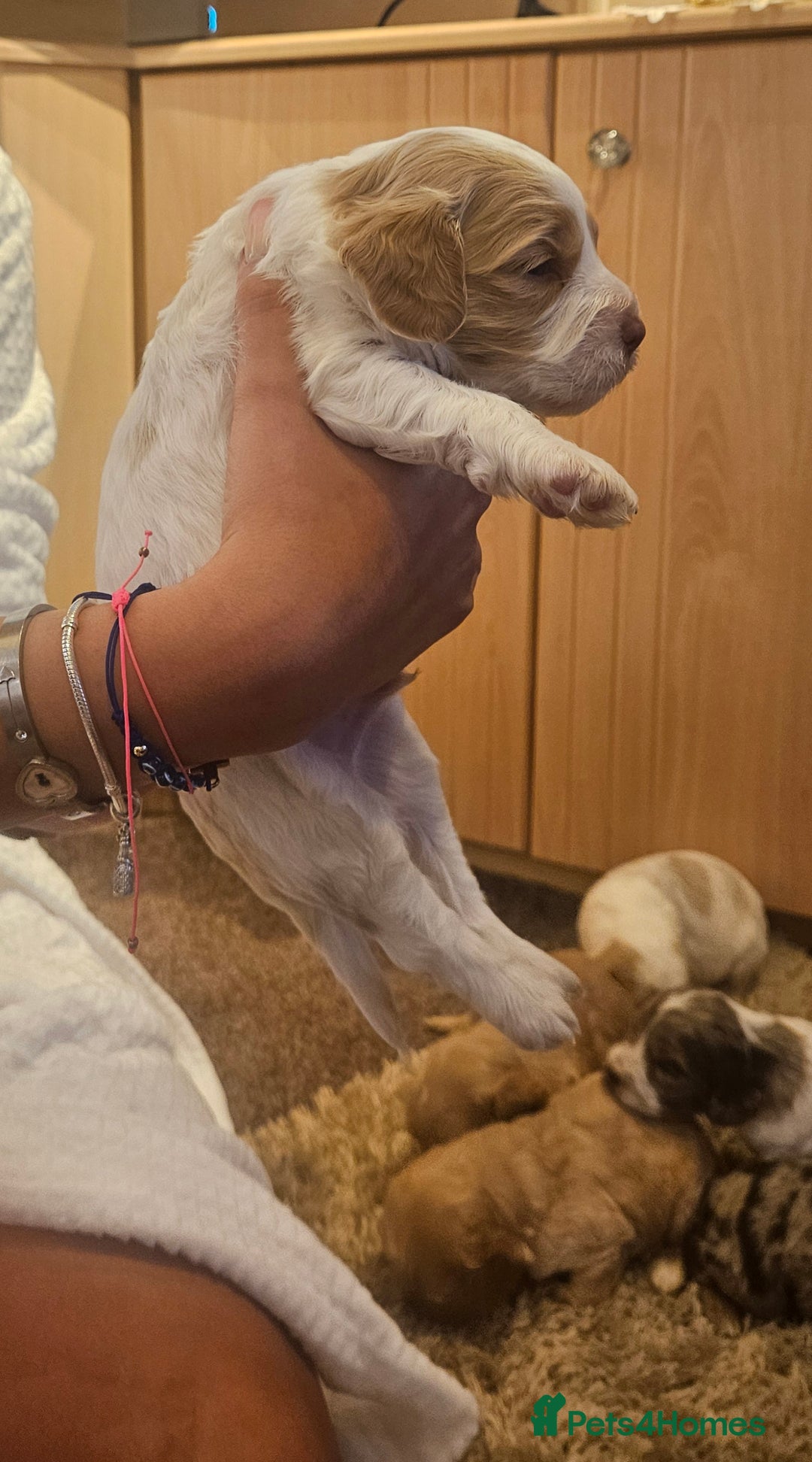 Cockapoo dogs for sale: Beautiful/healthy F1 cockapoo’s.3 girls🩷3 boys🩵 - Image 6