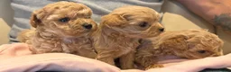 Maltipoo dogs for sale: Maltese cross Asian toy poodle  - Advert 23