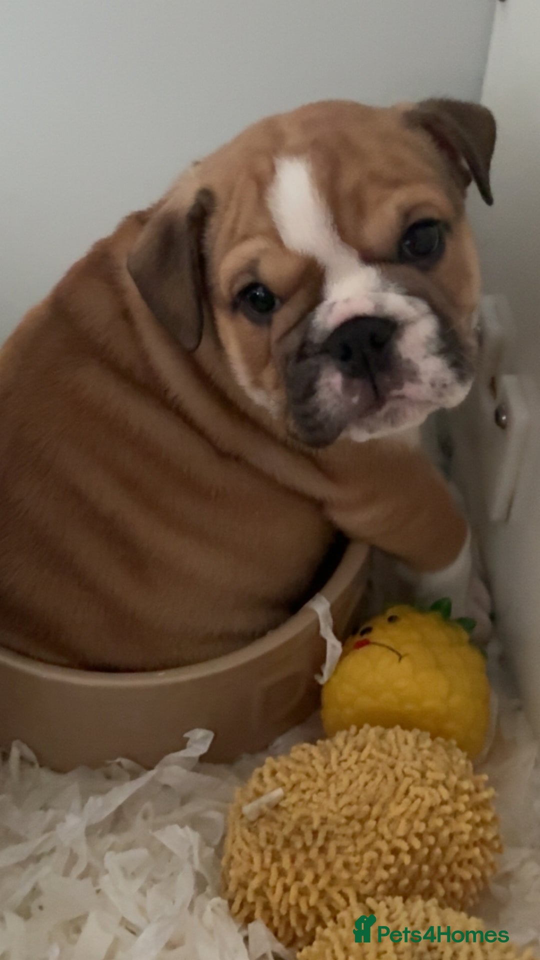 English Bulldog dogs for sale: English bulldog puppies  - Image 15