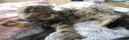 Exotic cats for sale: Beautiful Exotic female kittens Ready Now - Advert 22