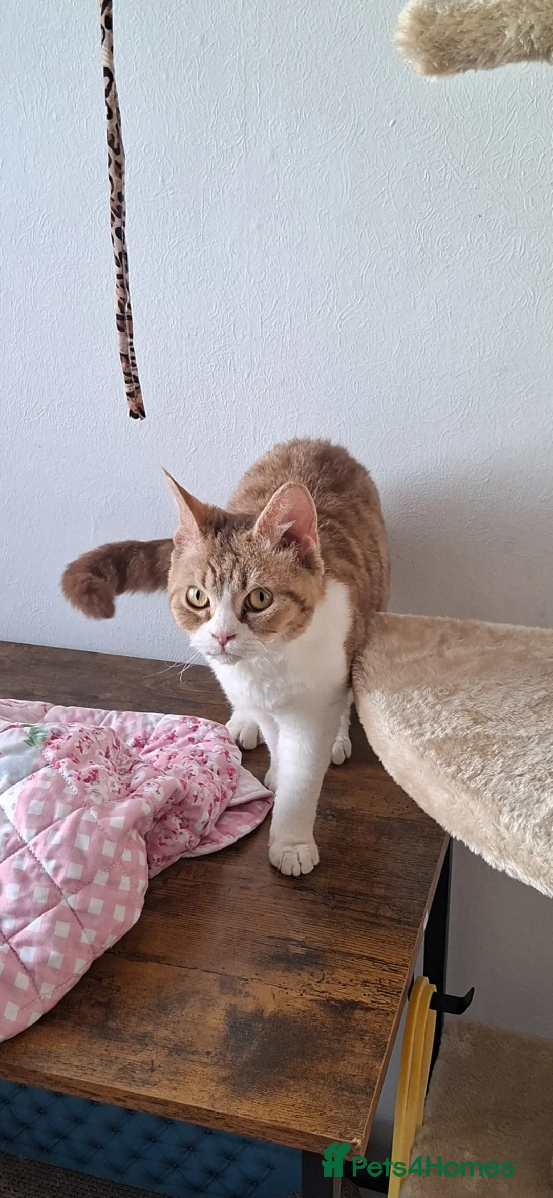 Selkirk Rex cats for sale: Selkirk Rex Girl - Advert 2